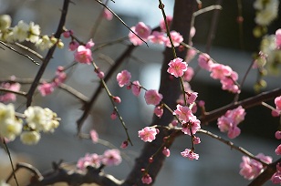 ウメ