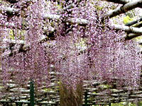 フジの写真